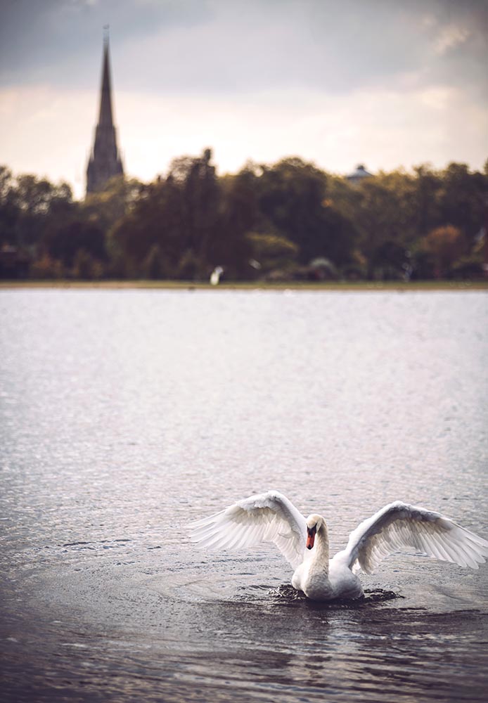 Swan spread its wings.