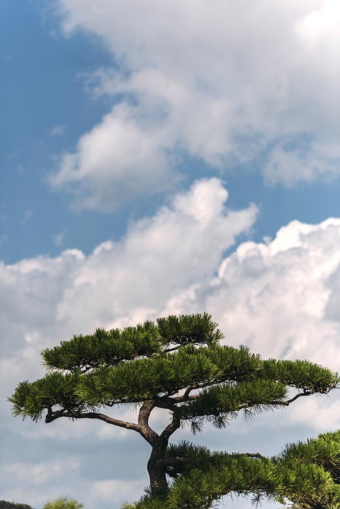 Japanese pine tree