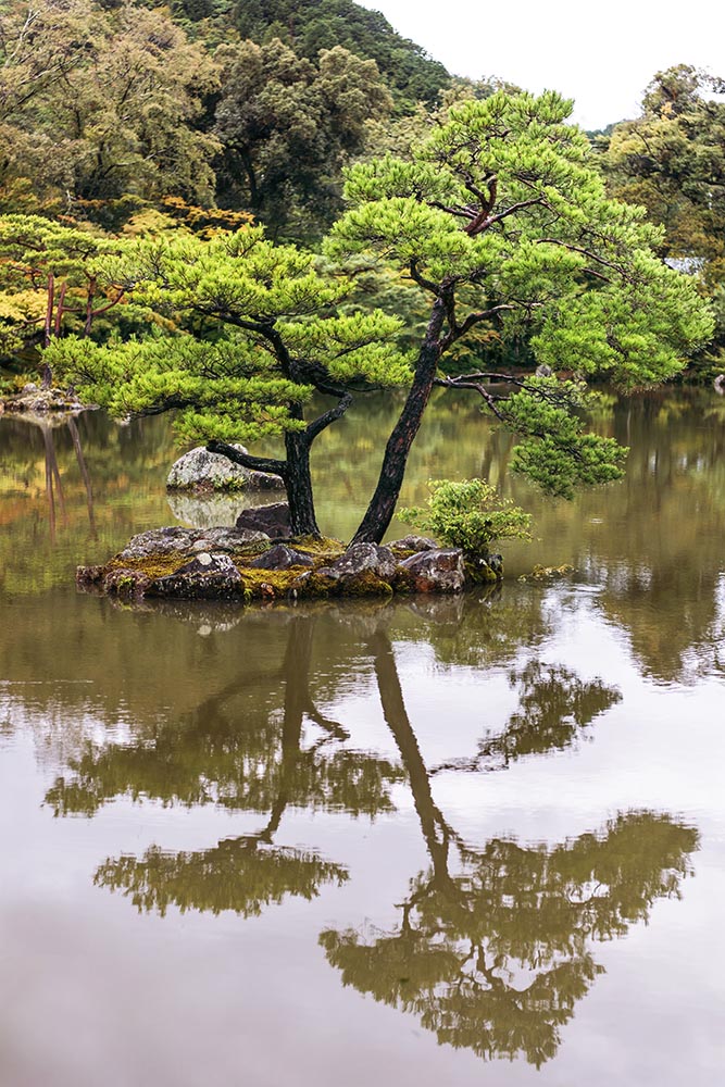 Japanese pine trees in a lake. Golden Japanese Temple (Kinkaku j