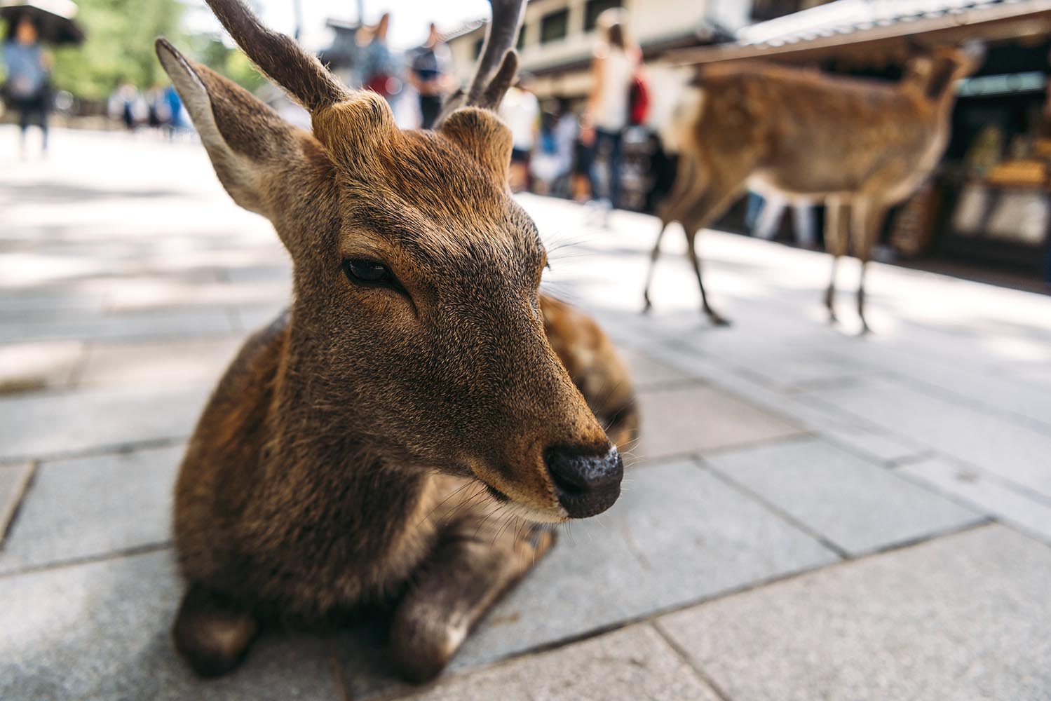 Sika deer lying by street in Nara, Japan