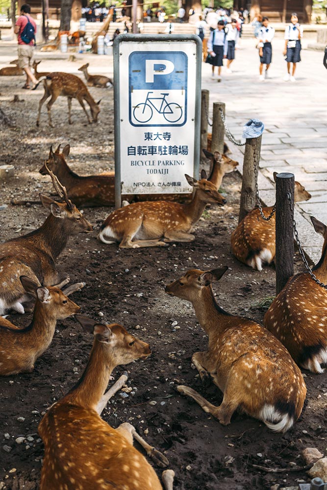 Sika deers lying by street in Nara, Japan