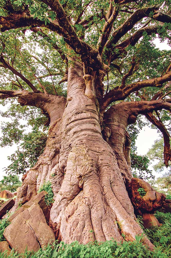 Giant Baobab tree in Senegal, Africa