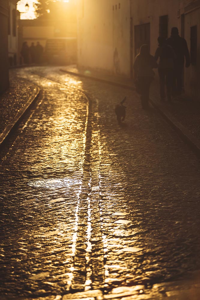 Wet street in sunset light