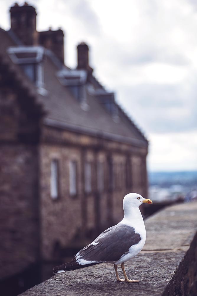 Seagull sitting on parapet
