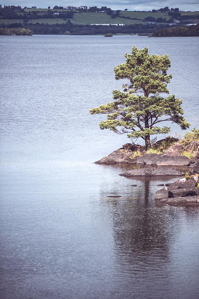 Lonely tree on rocky shore of lake