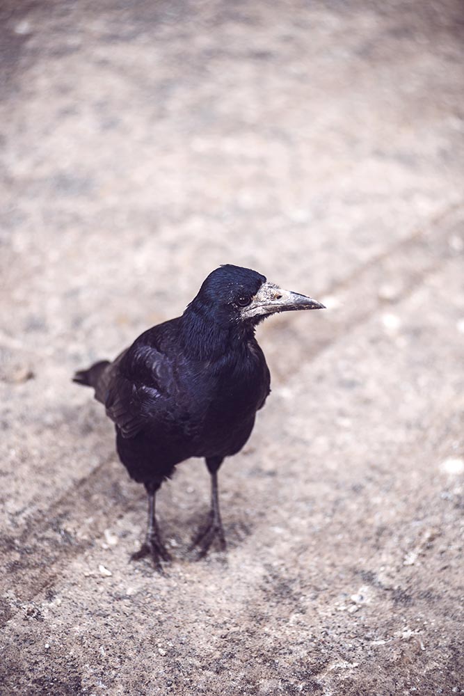 Black crow on pavement