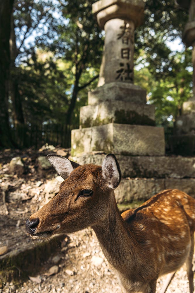 Deer in Nara Park, Nara, Japan