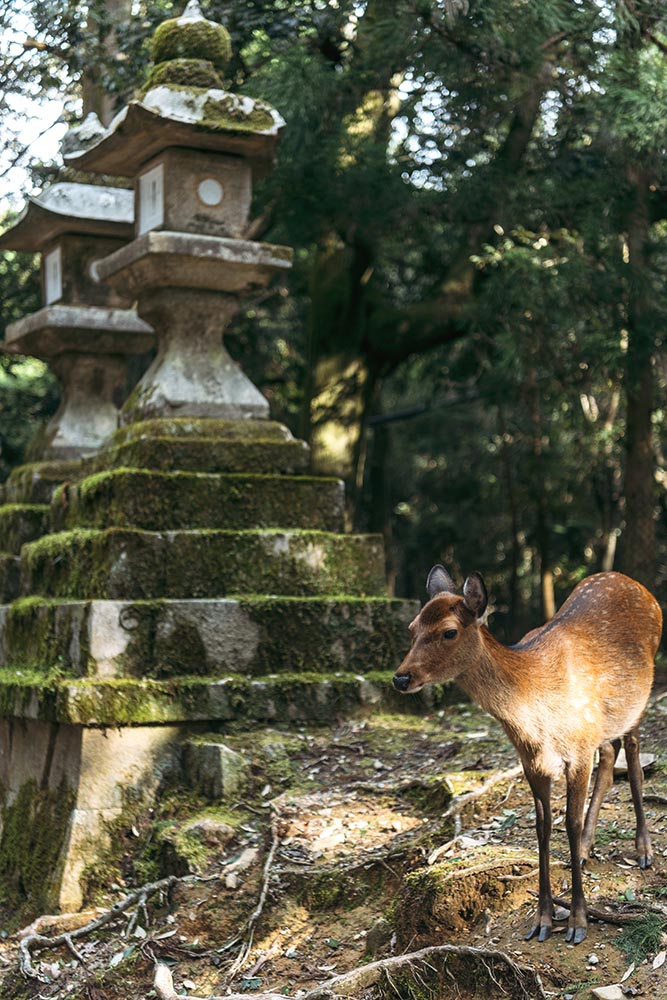 Deer in Nara Park, Nara, Japan