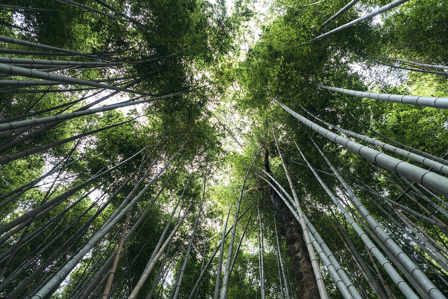 Natural Bamboo Forest, or Sagano Bamboo Forest, in Arashiyama, K