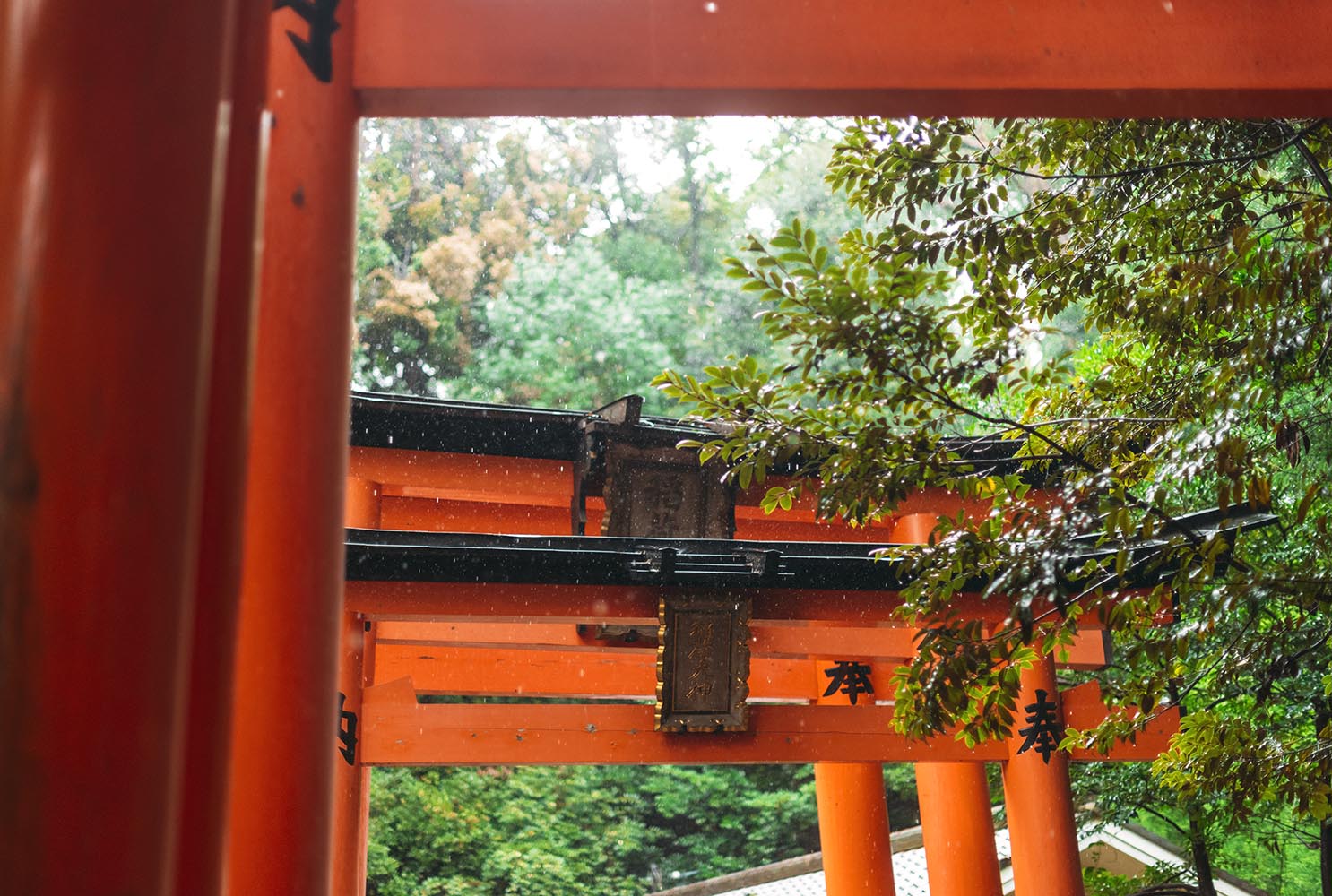 Torii gates of the Shinto sanctuary of Fushimi Inari Taisha, in